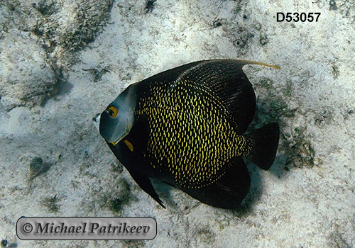 French Angelfish (Pomacanthus paru)